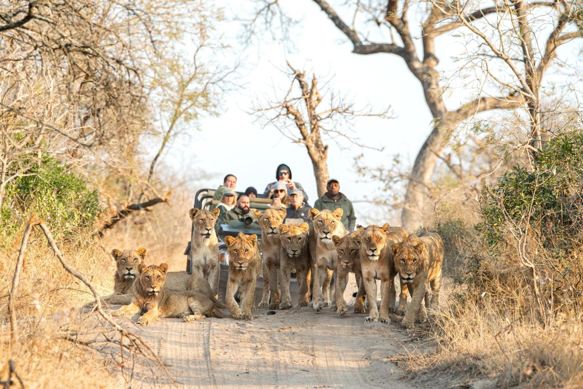 Villa Royal Malewane à Domaine de chasse de Thornybush Extérieur photo
